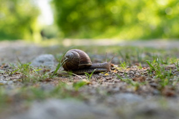 istock Snail on ground in shade of sunlight 1400050133