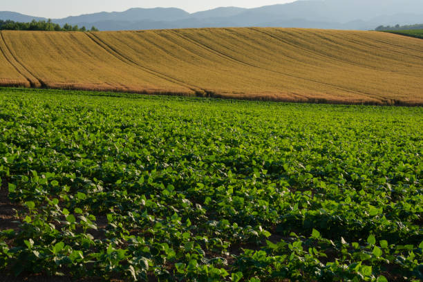 istock Green vegetable field and golden wheat field 1400051510