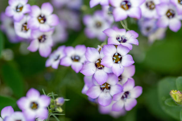 Gilia tricolor in full bloom