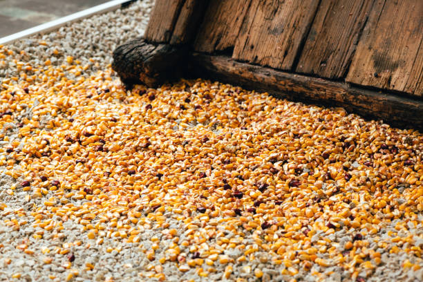 istock Vintage corn sheller or shucker used to separate kernels from the cob 1400051854