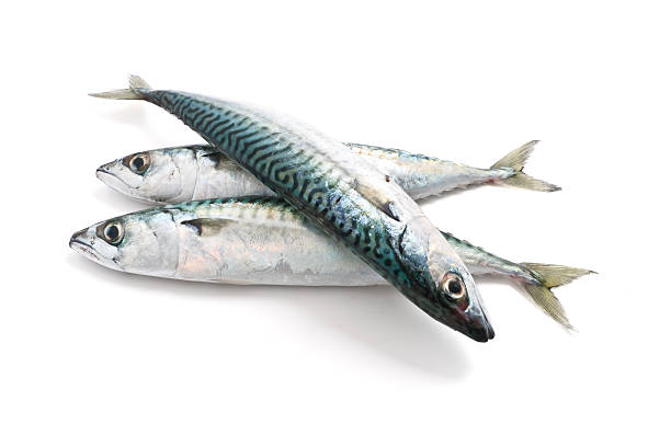 three mackerel stock photo