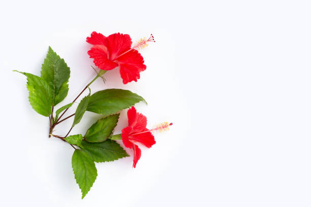 istock Hibiscus flower with leaves on white background. 1400052498