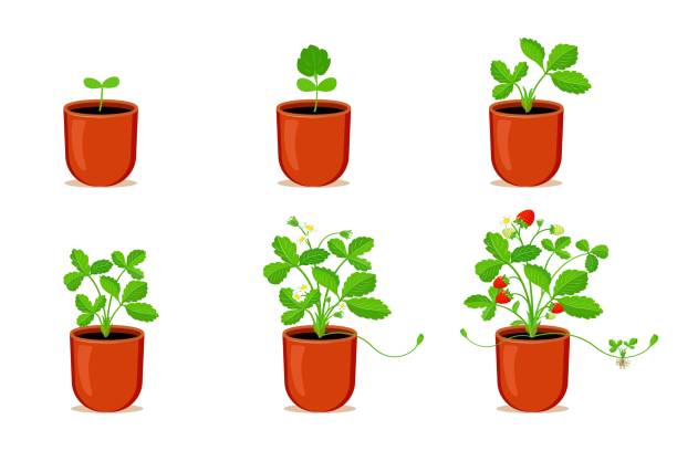 ilustrações, clipart, desenhos animados e ícones de cultivando morangos em vaso de flores. etapas do processo de germinação de morangos em casa - vector berry root leaf