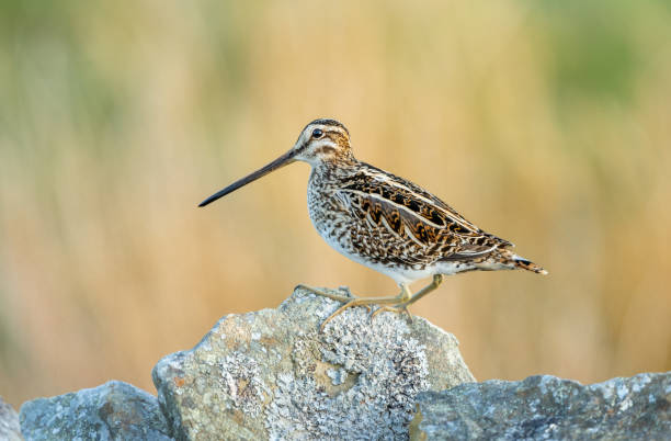 Close up of a snipe at sunrise. Scientific name: Gallinago gallinago. Perched on lichen covered drystone walling, facing left. Yorkshire Dales, UK. Close up of a snipe at sunrise. Scientific name: Gallinago gallinago. Perched on lichen covered drystone walling, facing left. Yorkshire Dales, UK. Clean background with copy space. common snipe stock pictures, royalty-free photos & images