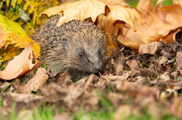 Hedgehog, Scientific name:  Erinaceus Europaeus.  Wild, native, European hedgehog emerging from hibernation, facing forward and peeping out beneath golden ferns and leaves. stock photo