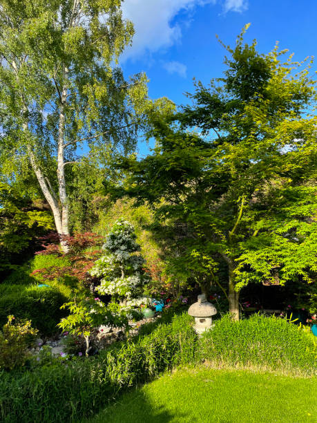istock Image of a white blossoming Firethorn (Pyracantha) with neatly pruned Niwaki style cloud tree topiary branches besides reseeded lawn area surrounded by bamboo hedge in an ornamental garden, sunny day blue sky 1400053258