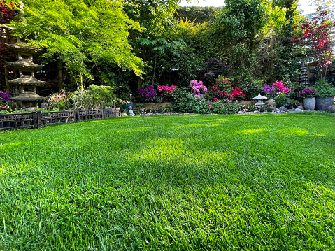 Stock photo showing close-up view of Oriental garden border with flowering azalea shrubs, Japanese maples and a Japanese stone lantern with reseeded lawn rejuvenation after being sown with grass seed as part of Spring lawn maintenance.