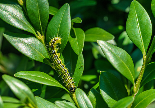 Close-up of box tree moth caterpillar, cydalima perspectalis on Buxus sempervirens bush. Bright striped pest on boxwood twig. Biggest pest for Buxus sempervirens, European box, or boxwood invasive