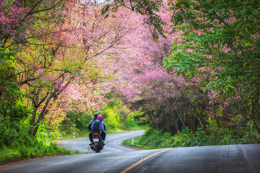 Beautiful landscape view of pink sakura on road at Doi Ang Khang, Chiang Mai ,Thailand.
