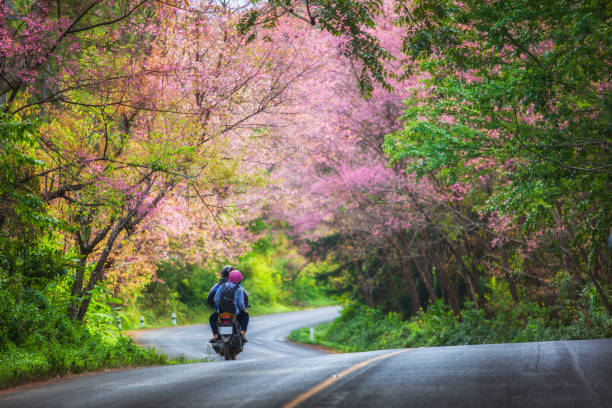 beautiful landscape view of pink sakura on road at doi ang khang, chiang mai ,thailand. - tree spring blossom mountain imagens e fotografias de stock