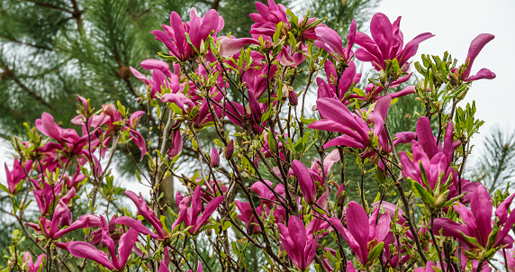 Large pink flowers Magnolia Susan (Magnolia liliiflora x Magnolia stellata). Beautiful blooming in spring garden. Selective focus. Nature concept for design.