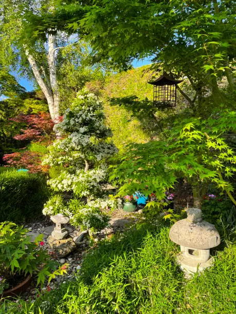 Photo of Image of a white blossoming Firethorn (Pyracantha) with neatly pruned Niwaki style cloud tree topiary branches in an ornamental garden with stepping stones pathway featuring Japanese elements, granite lanterns, bamboo, bonsai tree, Japanese maples (acers)