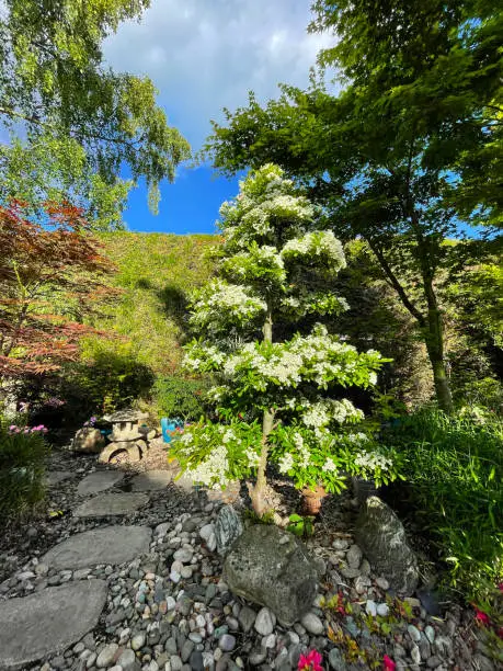 Photo of Image of a white blossoming Firethorn (Pyracantha) with neatly pruned Niwaki style cloud tree topiary branches in an ornamental garden with stepping stones pathway featuring Japanese elements, granite lanterns, bamboo, bonsai tree, Japanese maples (acers)