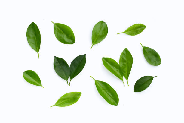 istock Citrus leaves on a white background. Top view 1400054343