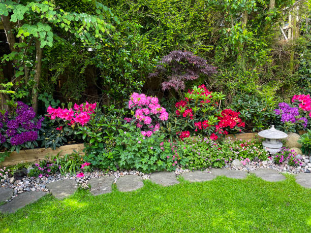 Stock photo showing close-up view of Oriental garden border with flowering azalea shrubs, Japanese maples and a Japanese stone lantern with reseeded lawn rejuvenation after being sown with grass seed as part of Spring lawn maintenance. imagen de primer plano del borde del jardín de estilo oriental con linterna de piedra, arces japoneses (acer palmatum), azaleas en flor, hierba verde fresca de semilla sembrada, mantenimiento del césped de primavera, área de césped rejuvenecida y resie