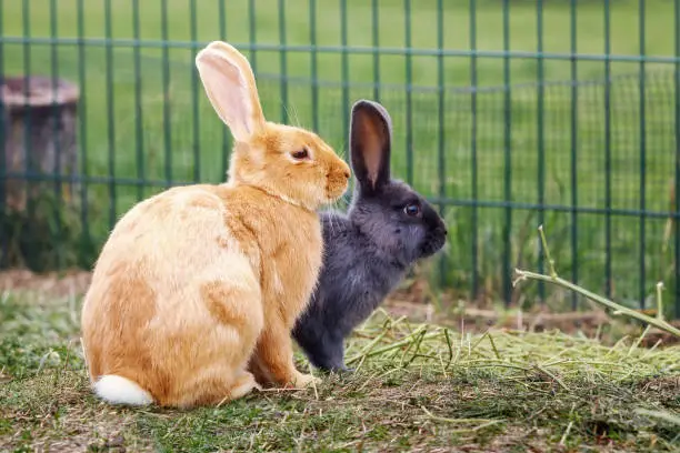 Two lovely brown and black rabbits squat in an outdoor enclosure during the summer.
