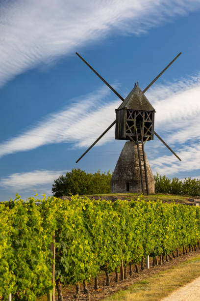 moulin à vent de la tranchee et vignoble près de montsoreau, pays de la loire, france - pays de la loire photos et images de collection