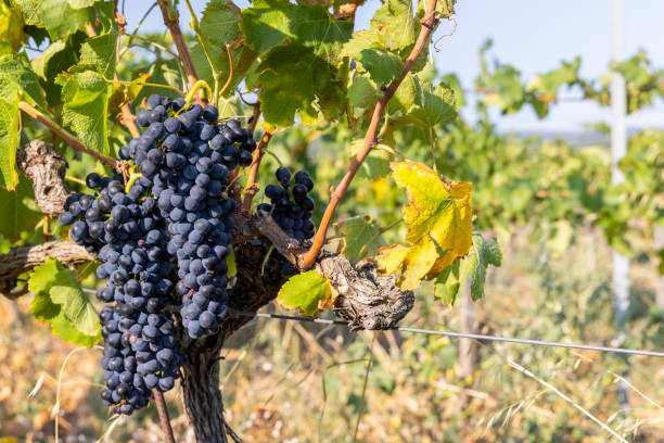 Typical vineyard with blue grapes near Chateauneuf-du-Pape, Cotes du Rhone, France stock photo