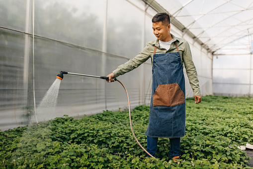One Chinese man wearing apron watering baby plants in the greenhouse