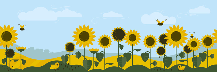 Sunflowers. Sunflower field. Seamless image. Vector image.