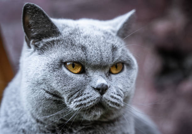 istock British Short Hair cat kitten with bright orange eyes 1400056873