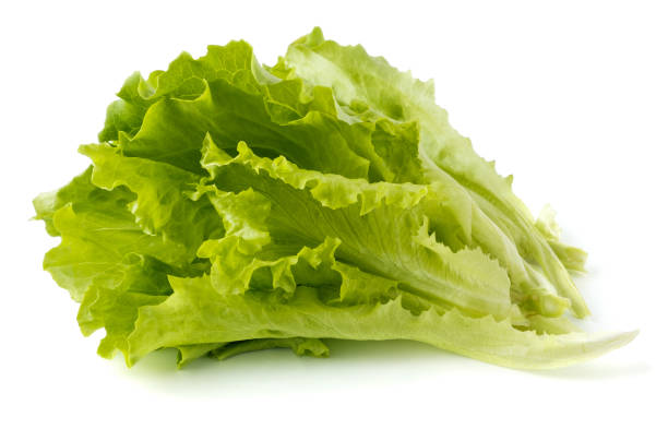 Fresh lettuce isolated Green lettuce isolated on white background, salad lettuce stock pictures, royalty-free photos & images