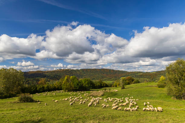 istock Sheep herd near Terchova, Mala Fatra, Slovakia 1400057663