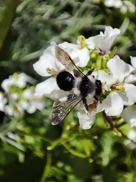 A bee in the sunlight gathering nectar from a flower