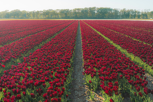 Scenic view of tulip field in the Netherlands