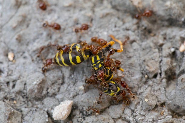 Close-up of Ants Pulling and Eating Dead Wasp.