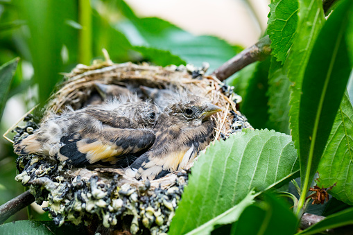 Close-up of Young Sparrows in Nest on a Tree.