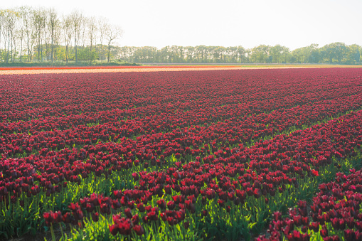 Scenic view of tulip field in the Netherlands