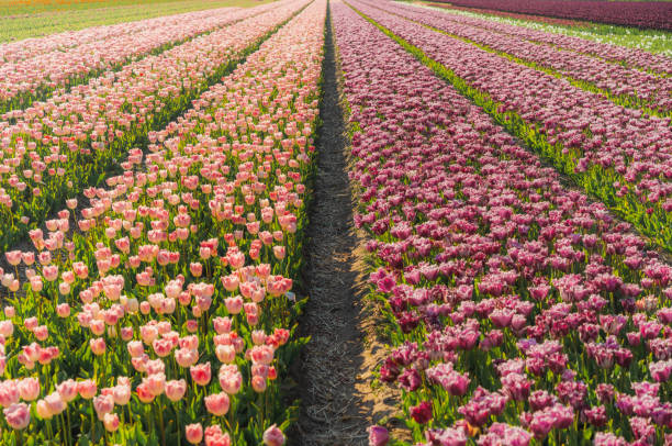 istock Tulip field in the Netherlands 1400058029