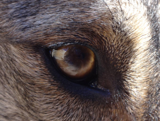 istock The eye of a dog 1400058089