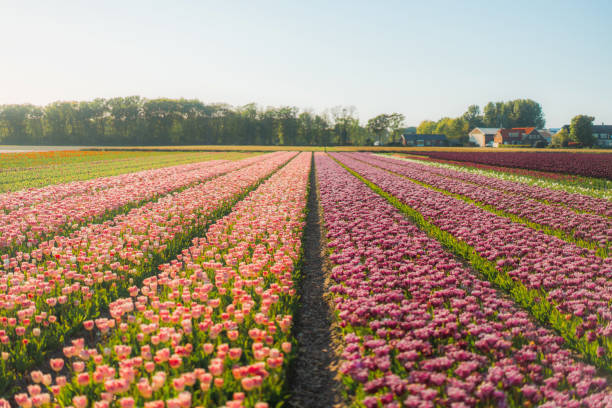 istock Tulip field in the Netherlands 1400058208