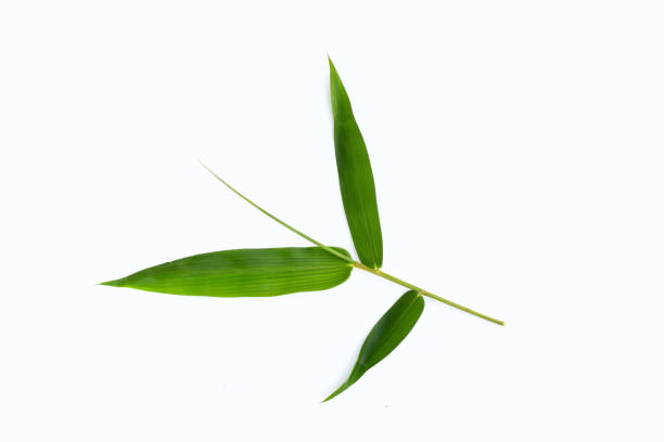 istock Bamboo leaves on white background. 1400058339