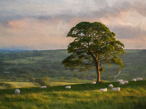 Digial painting of a rural scene of lambs, and sheep grazing around a lone tree at sunset on The Roaches in the Peak District National Park, Staffordshire, UK
