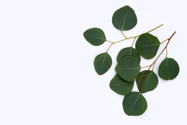 istock Green leaves of eucalyptus on white 1400059060