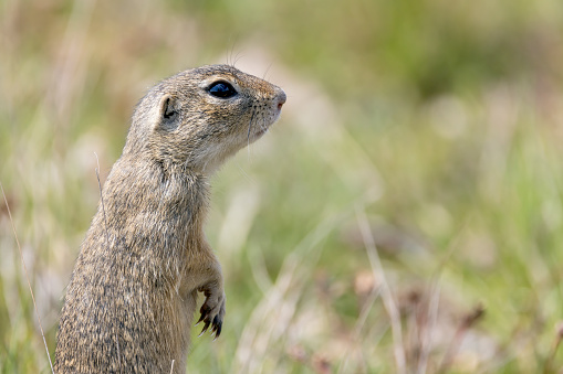 Ground squirrel colony, national natural monuments Radouc, Mlada Boleslav, Czech Republic