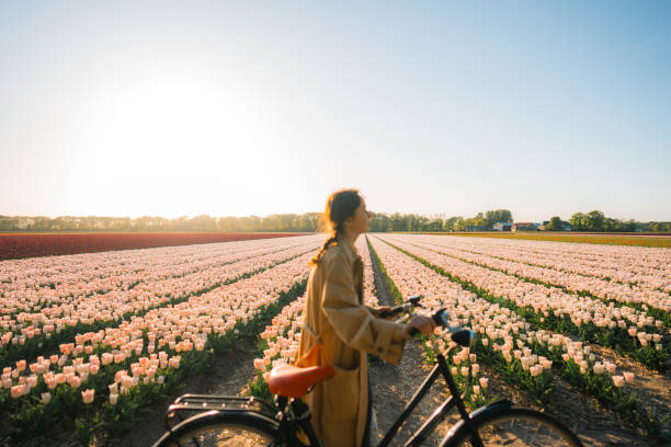 Woman riding on bicycle on tulip field in the Netherlands Young Caucasian woman riding on bicycle on tulip field in the Netherlands keukenhof gardens stock pictures, royalty-free photos & images