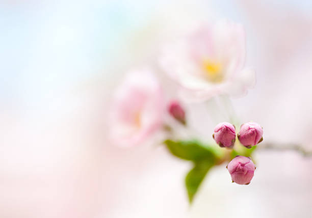 Branch of Japanese cherry with pink blossom, pastel colored, soft focus