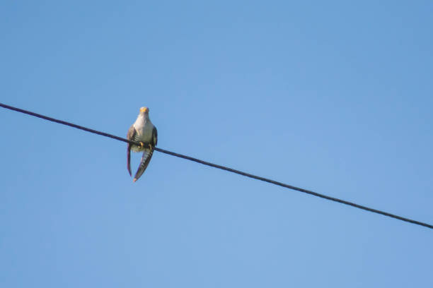 istock The cuckoo is sitting on a wire. Beautiful cuckoo in the wild 1400060607