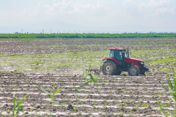 istock Red tractor on the field. Gardener on a tractor 1400060864
