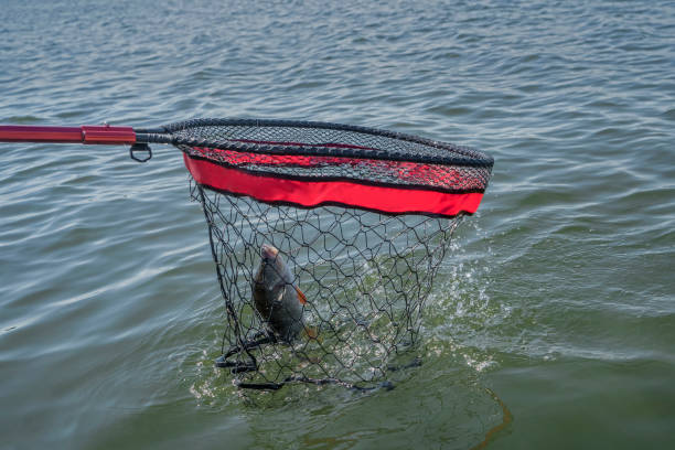 istock Fishing landing net. Taking perch fish in water by specialized net 1400060982