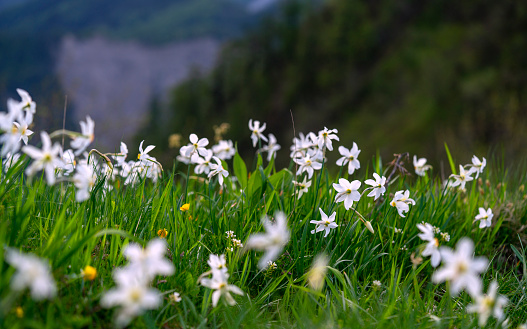 Detail of blurred Daffodil narcissus flowers with white outer petals and a shallow orange or yellow cup in the center on blurred dark, background. It is field of Mt. Golica near Jesenice in Slovenia at spring time in May on morning sun, May.