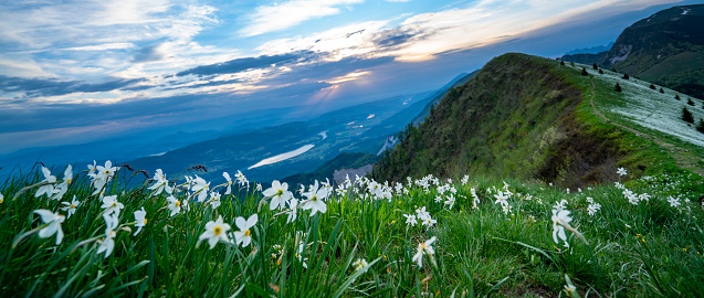 Sun rising behind top slope of mountain Golica with on blooming flowers fields, on cloudy morning, Slovenia. On the slopes of mountain there are beautiful daffodil narcissus flower with white outer petals and a shallow orange or yellow cup in the center on blurred flowers and  green grass. In background are mountain tops, cloudy sly and shining sun. Mt. Golica is near town Jesenice in Slovenia.