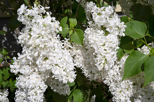 Close-up view of the white flowers of a lilac in springtime