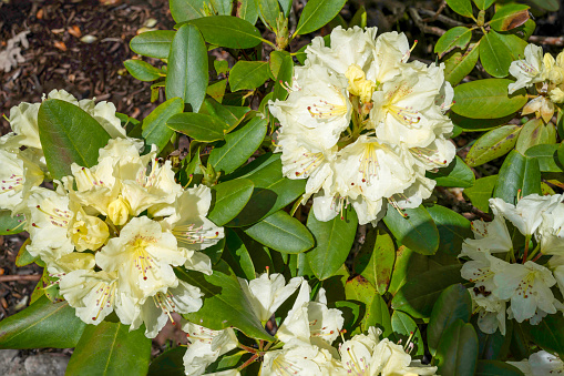 Close up view of yellow rhododendron flowers