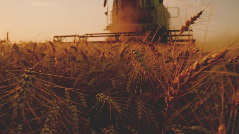 Combine collecting crops. Wheat harvest, harvesters working on oats, wheat, rye field, grain field, crop season, rural harvester combine crop farm farming agronomy harvest harvesting organic landscape