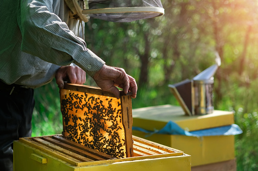 Beekeeper removing honeycomb from beehive. Person in beekeeper suit taking honey from hive. Farmer wearing bee suit working with honeycomb in apiary. Apiary as a hobby. Organic farming